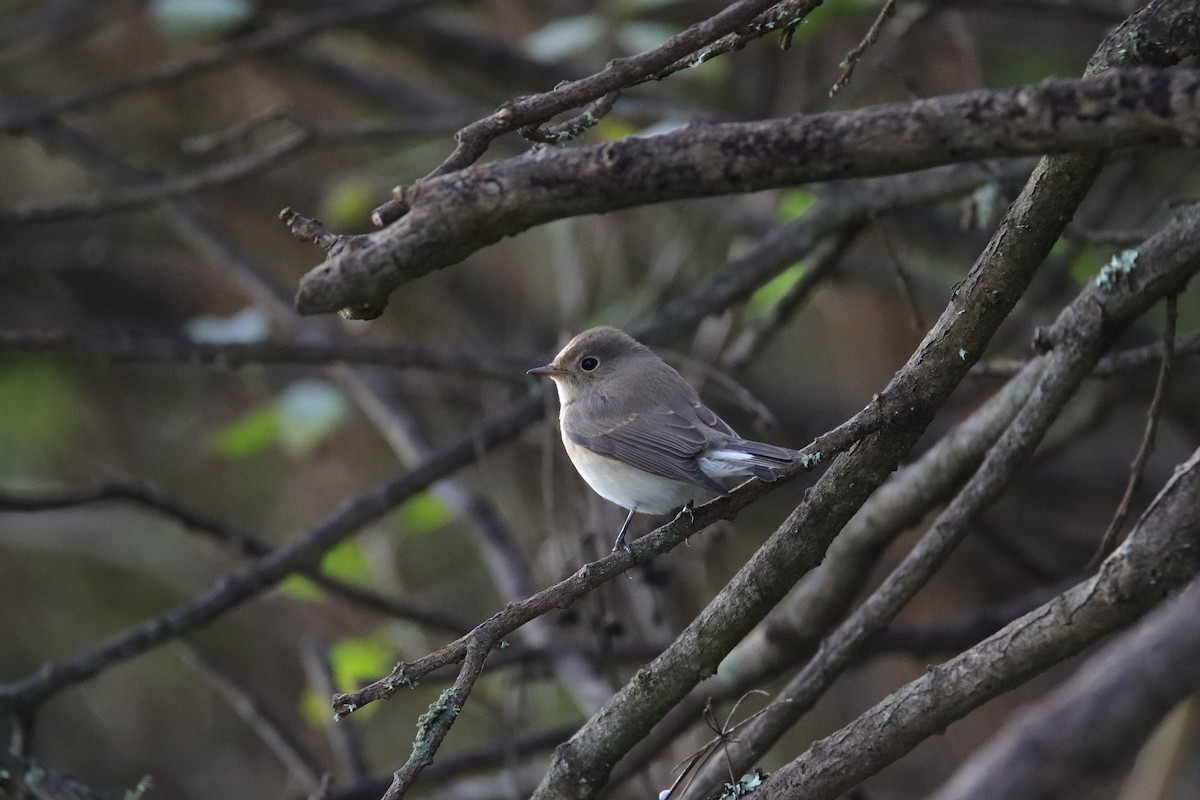 Red-breasted Flycatcher - ML645989708