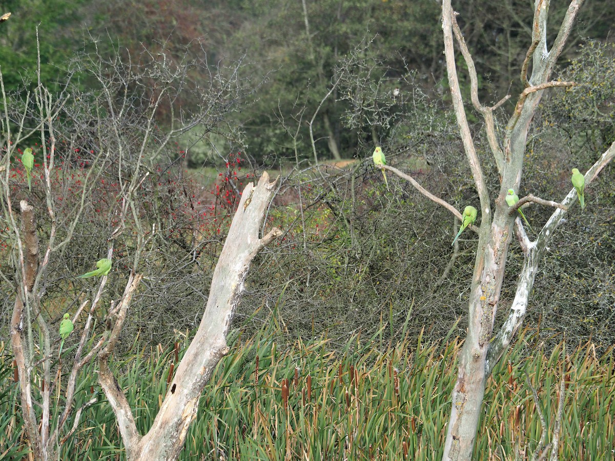 Rose-ringed Parakeet - ML645989709