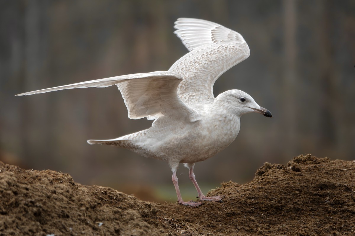 Iceland Gull (kumlieni) - ML645989711