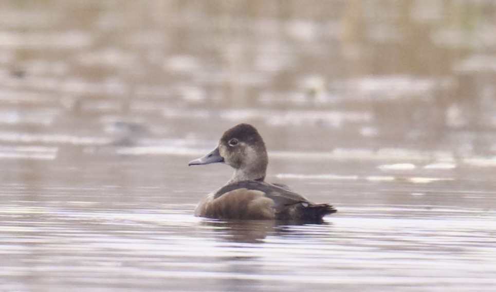Ring-necked Duck - ML645989712