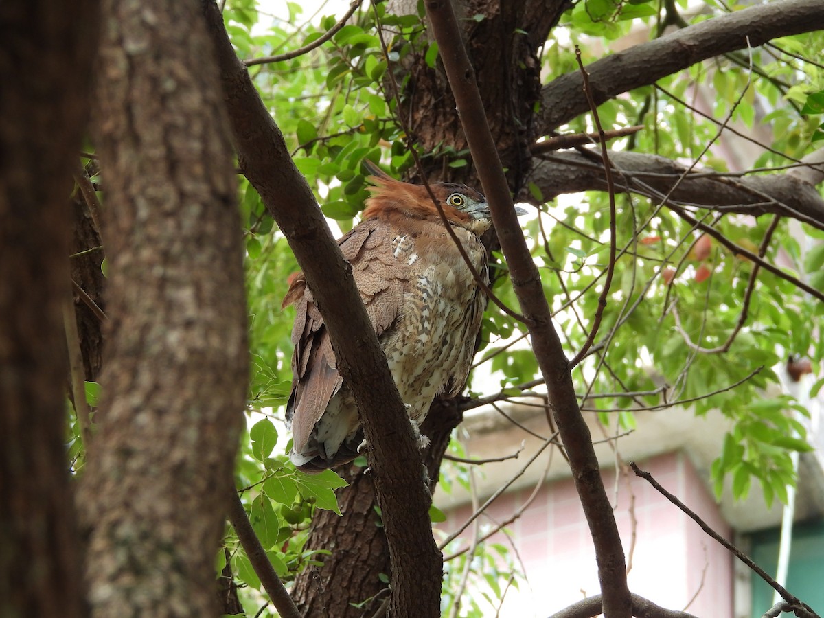 Bihoreau malais - ML645989714