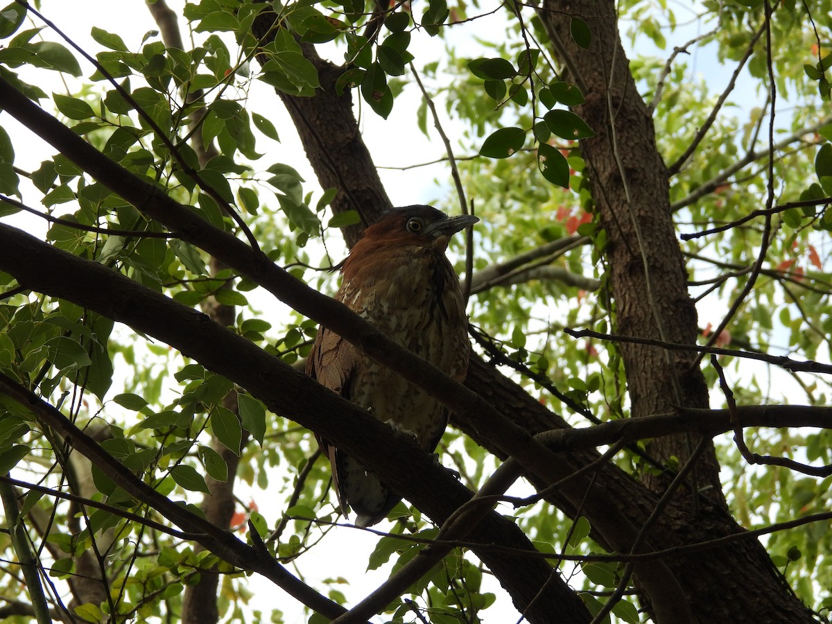 Bihoreau malais - ML645989716