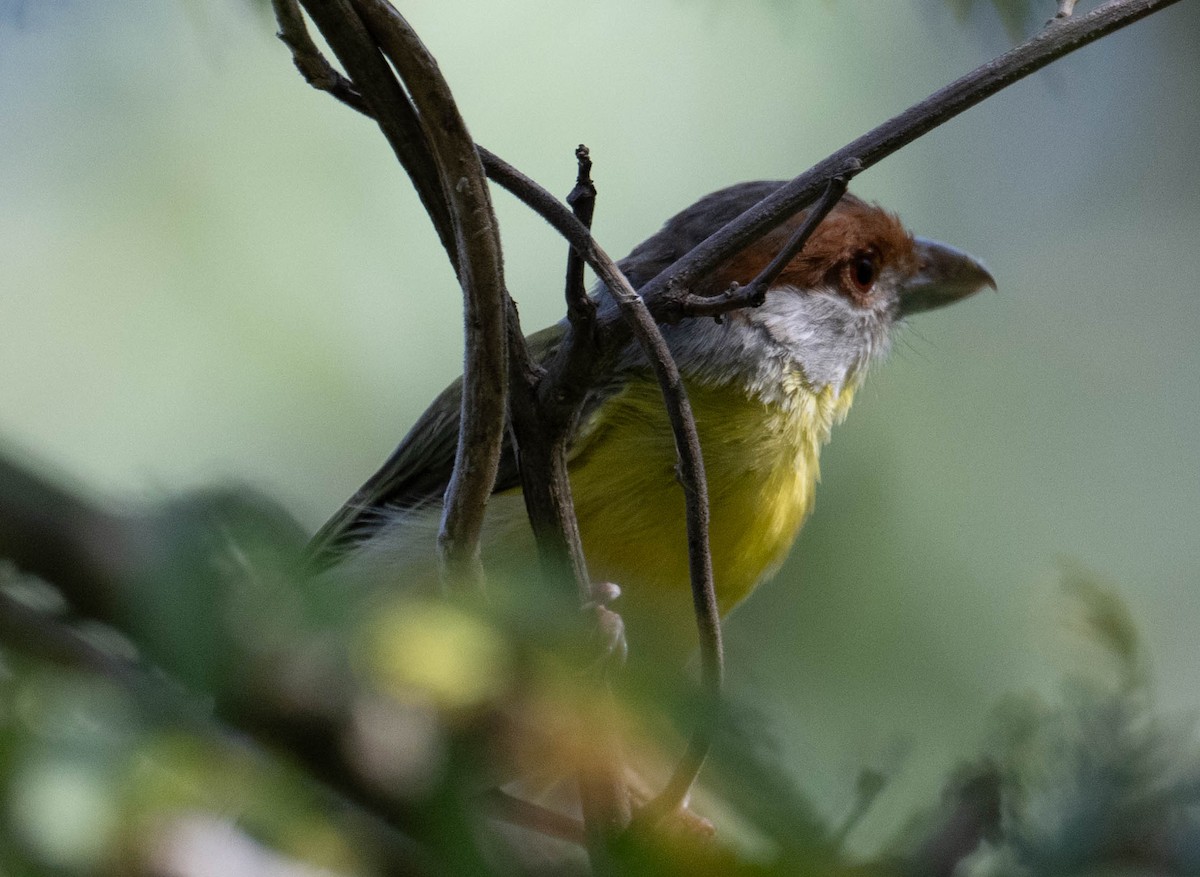 Віреон рудобровий - ML645989723