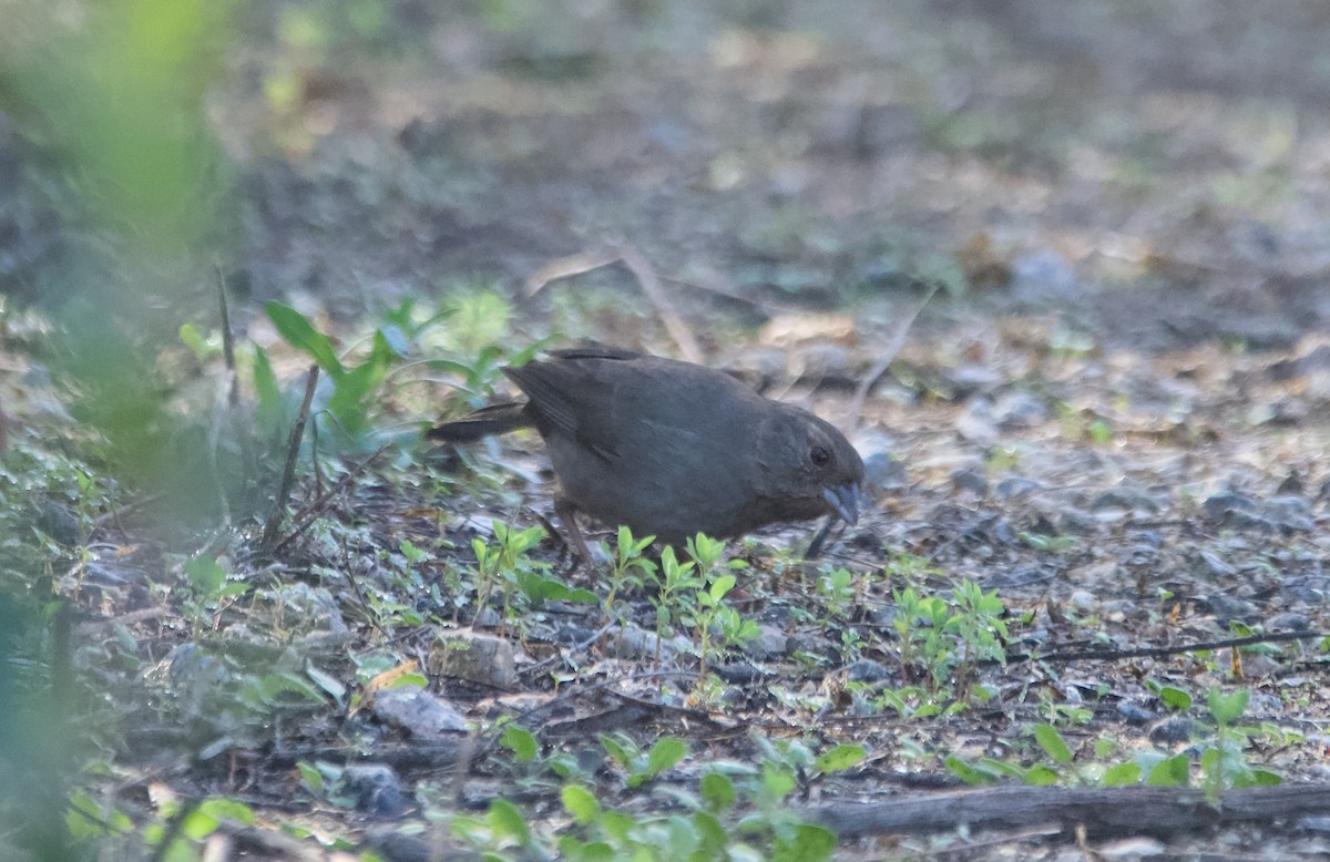 California Towhee - ML645989724