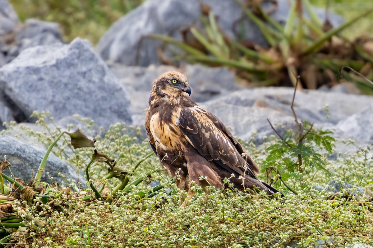 ヨーロッパチュウヒ - ML645989779