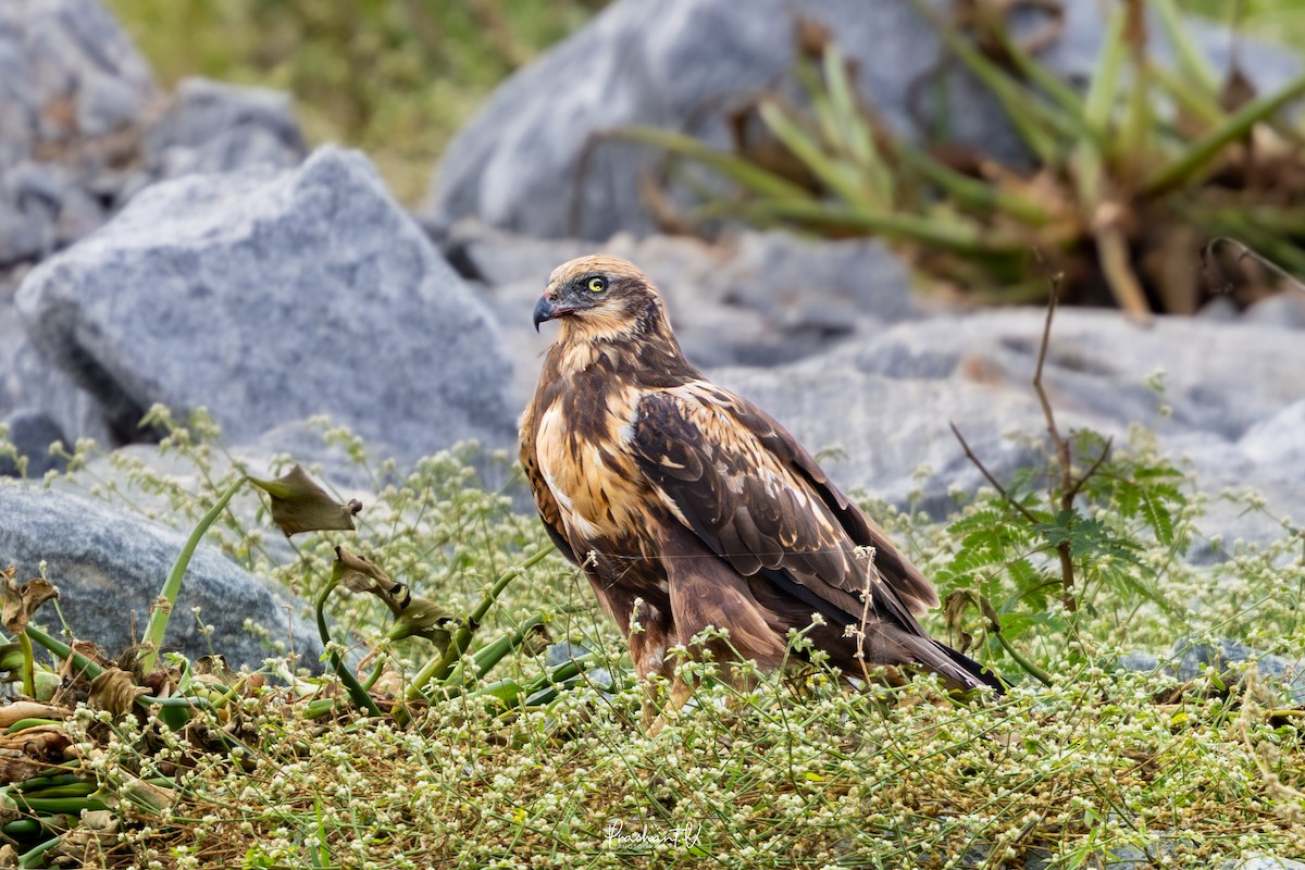 ヨーロッパチュウヒ - ML645989781