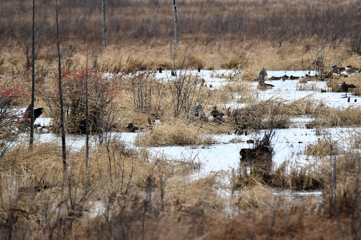 Canada Goose - ML645989783