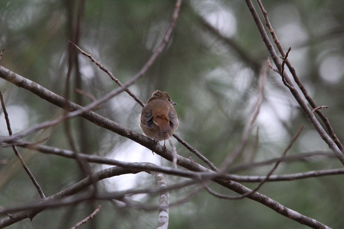 Hermit Thrush - ML645989797