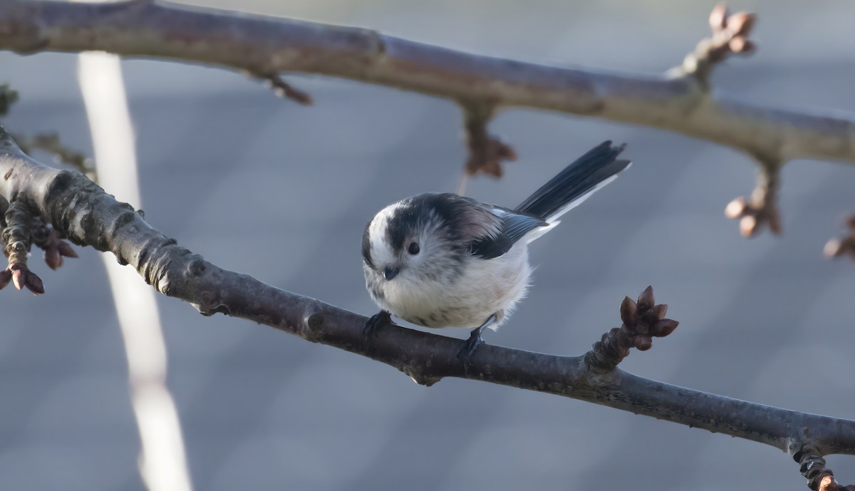 Long-tailed Tit - ML645989799