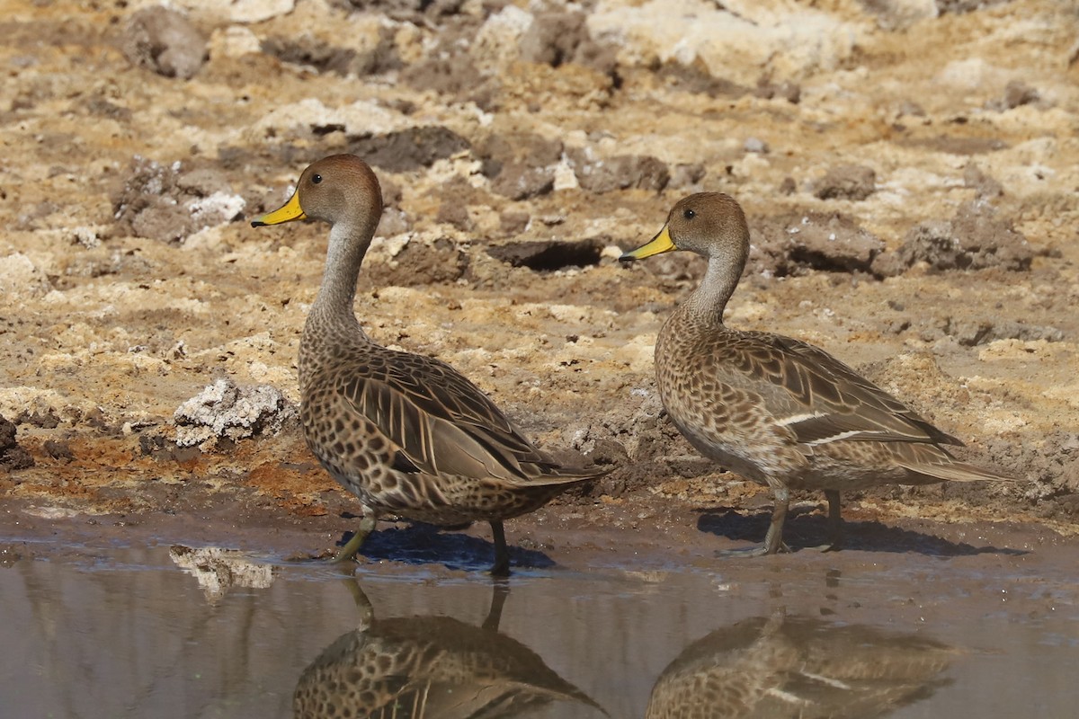 Yellow-billed Pintail - ML645989805
