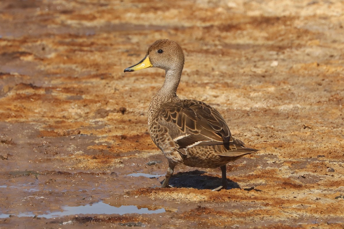 Yellow-billed Pintail - ML645989806