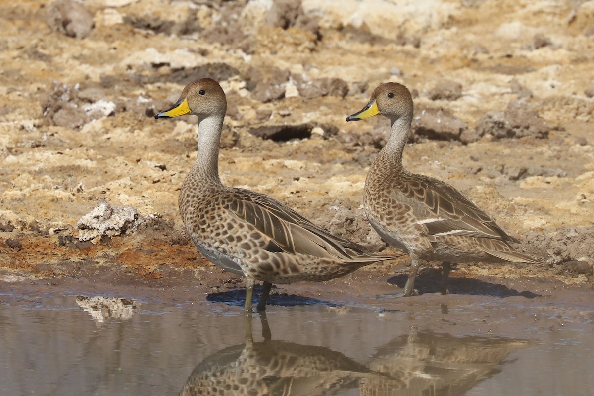 Yellow-billed Pintail - ML645989807