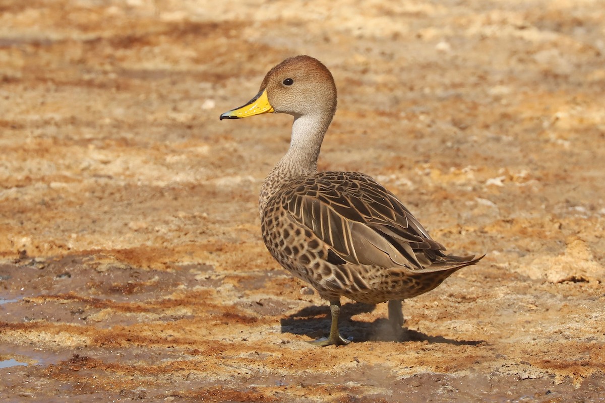 Yellow-billed Pintail - ML645989808
