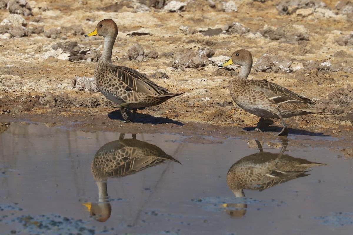 Yellow-billed Pintail - ML645989809