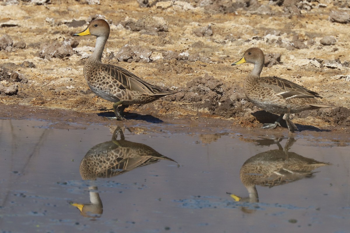 Yellow-billed Pintail - ML645989810