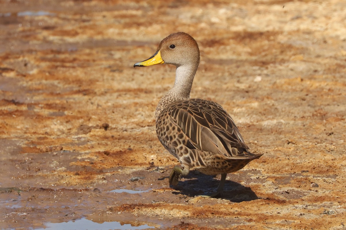 Yellow-billed Pintail - ML645989811