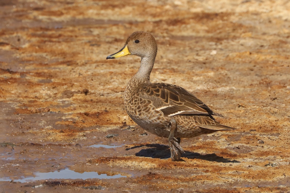 Yellow-billed Pintail - ML645989812