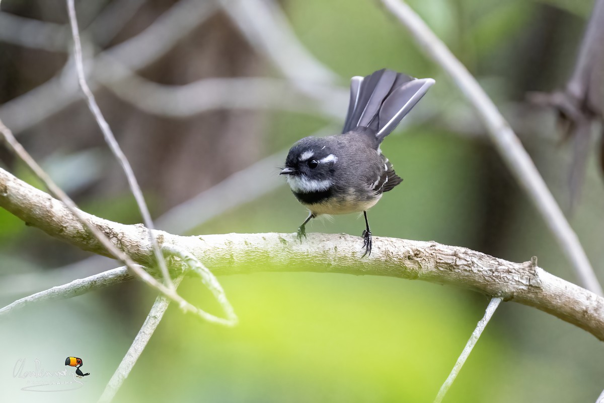 Gray Fantail - ML645989817