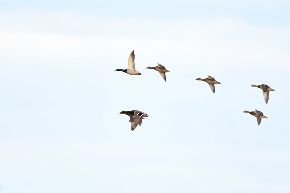 Mallard - ML645989829