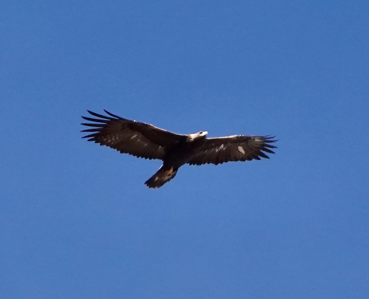 Golden Eagle - ML645989830