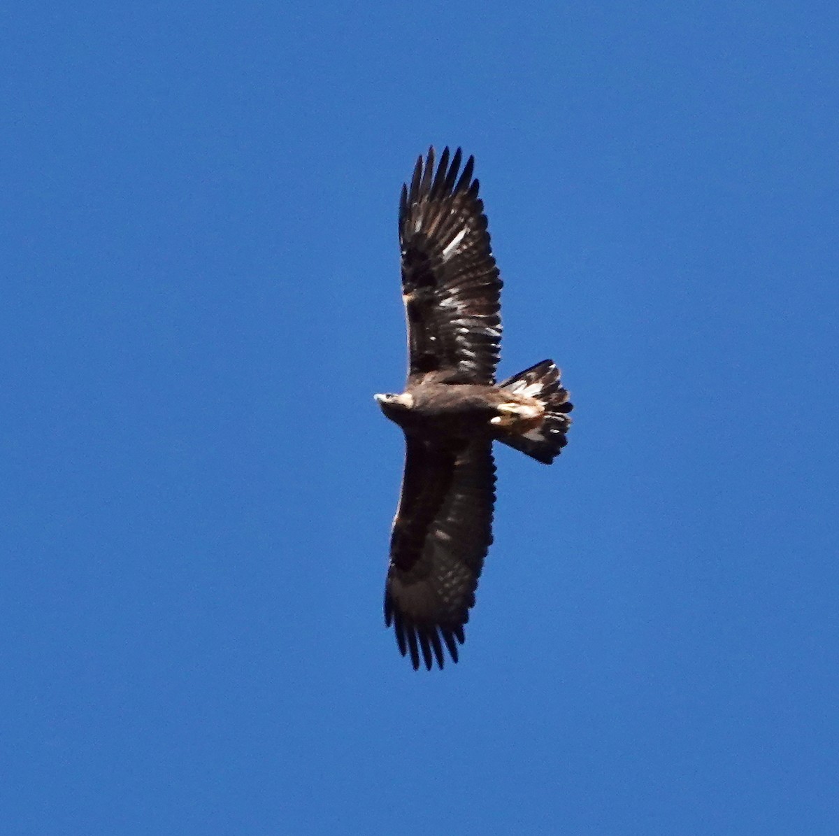 Golden Eagle - ML645989831