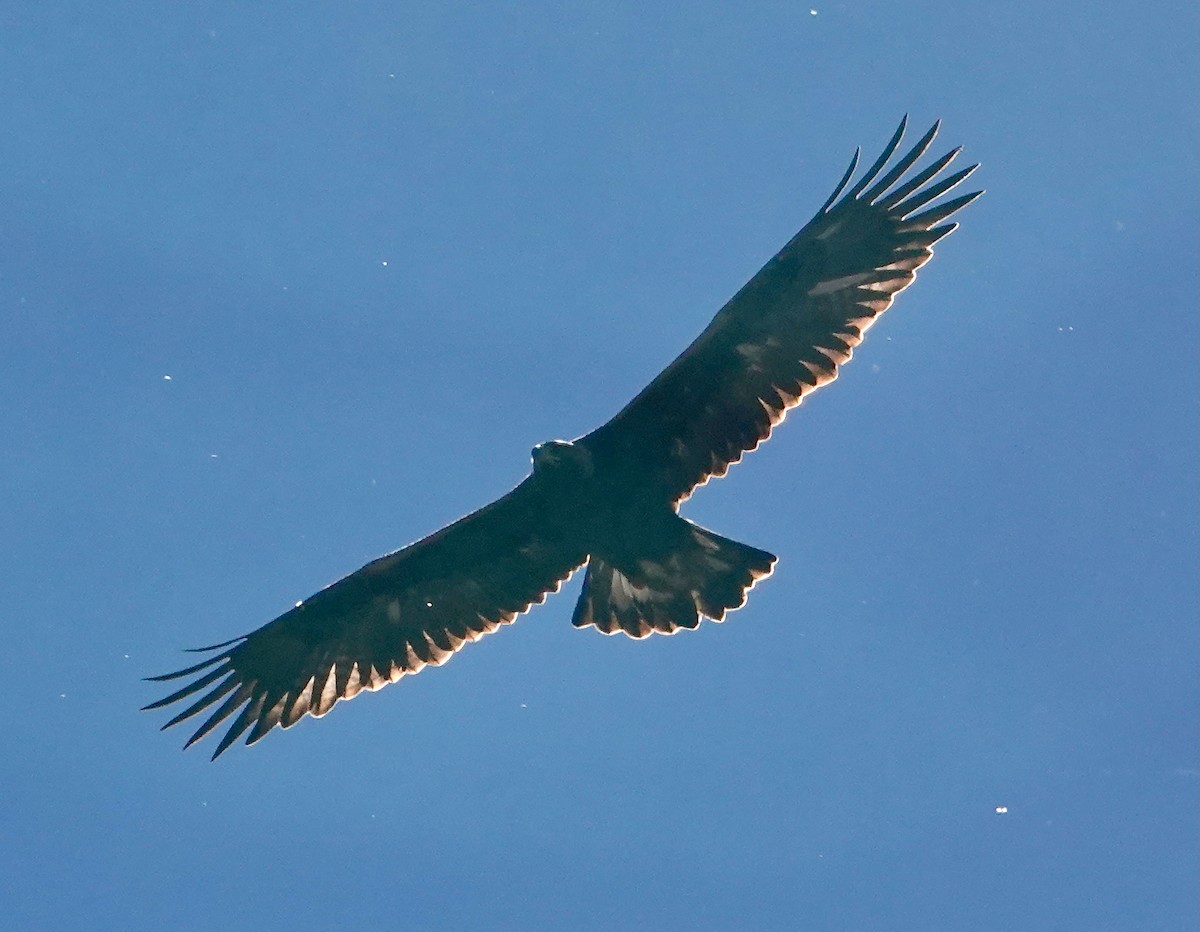 Golden Eagle - ML645989832