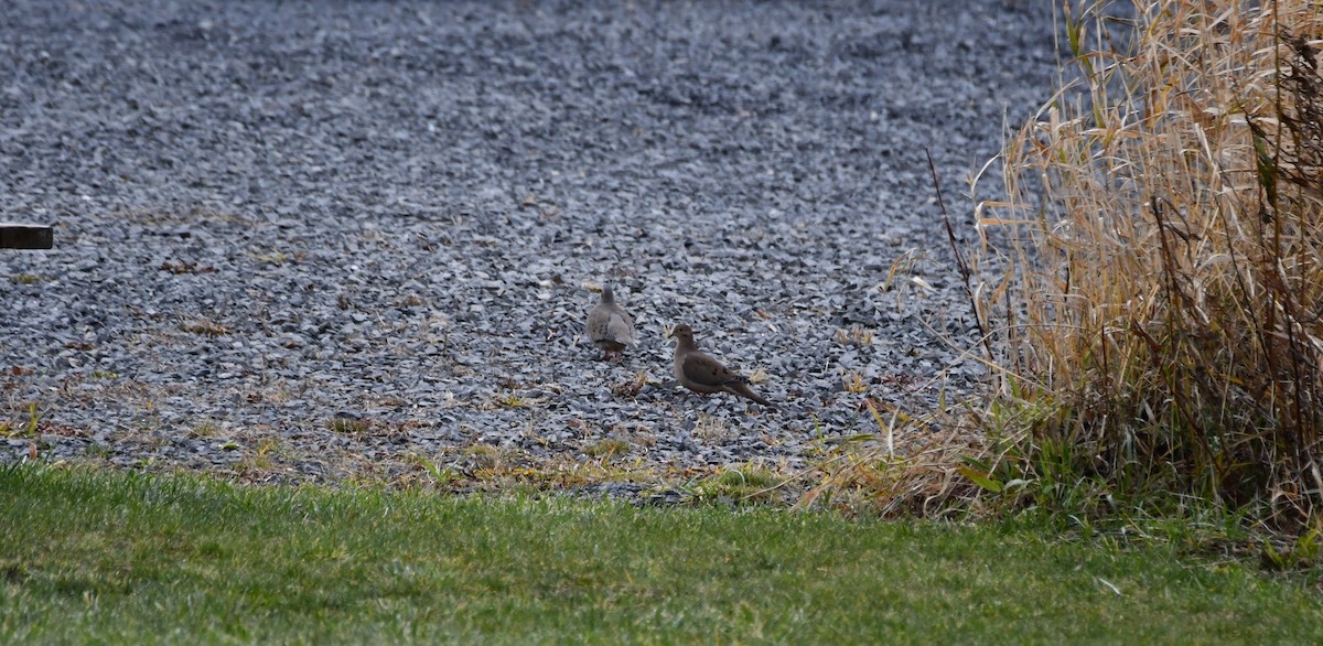 Mourning Dove - ML645989844