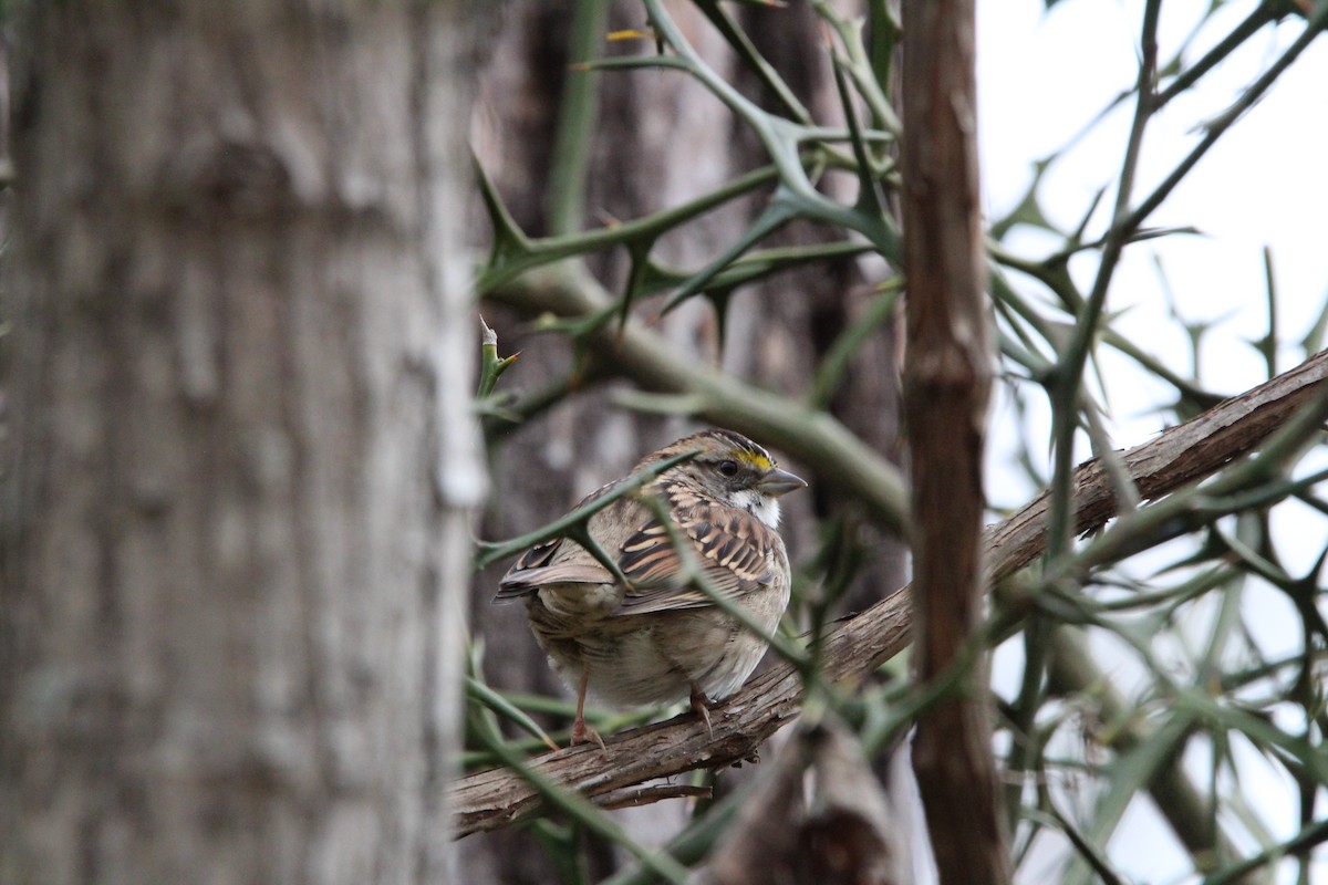 White-throated Sparrow - ML645989845