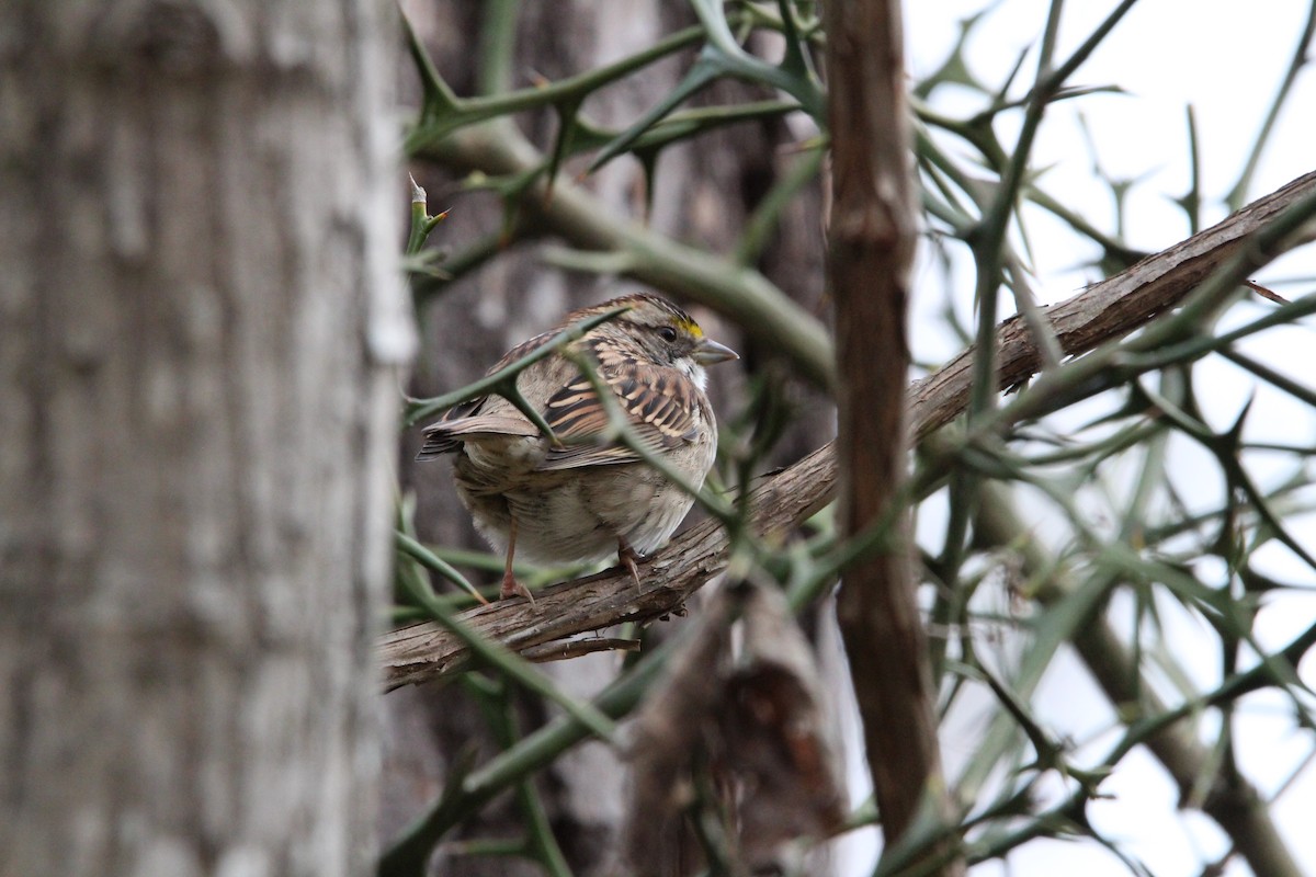 White-throated Sparrow - ML645989846