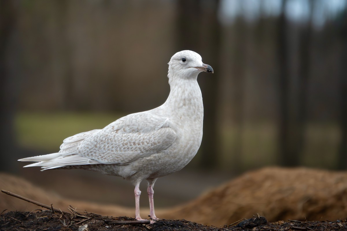 Iceland Gull (kumlieni) - ML645989847