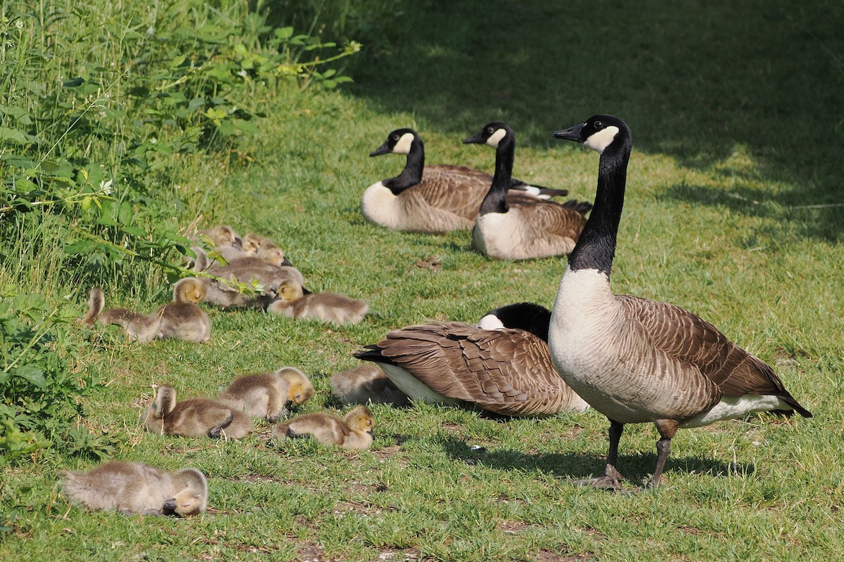 Canada Goose - ML645989848
