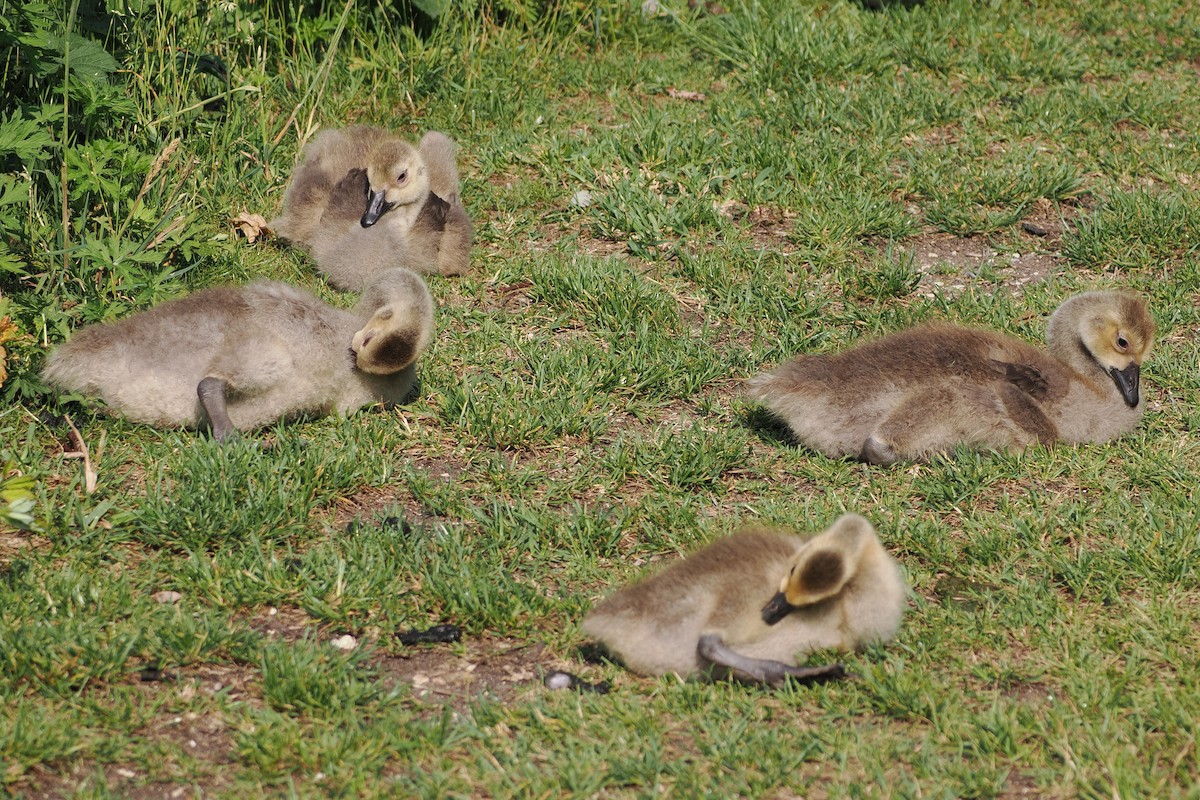 Canada Goose - ML645989849