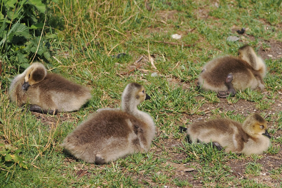 Canada Goose - ML645989850