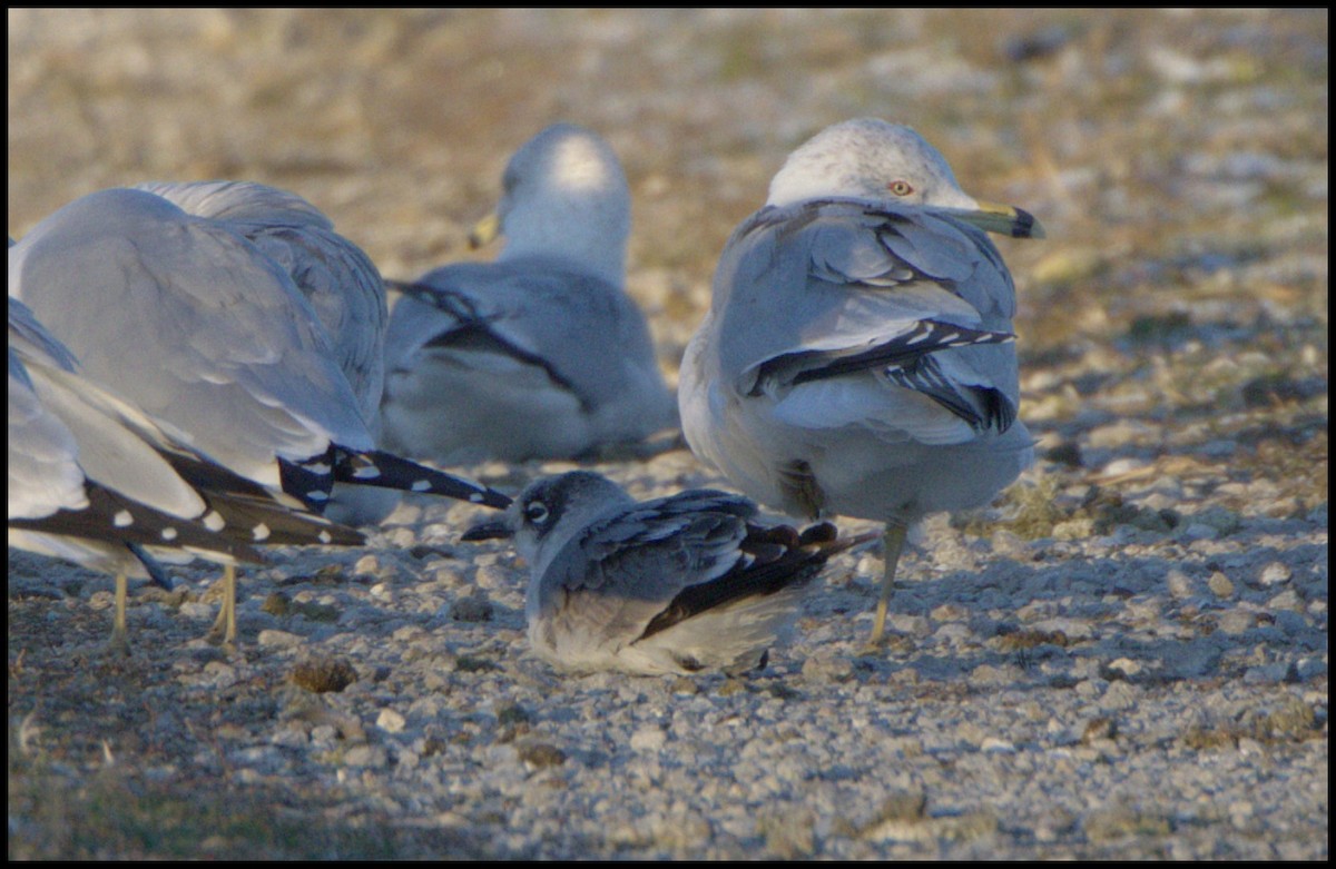 Gabbiano di Franklin - ML645989853