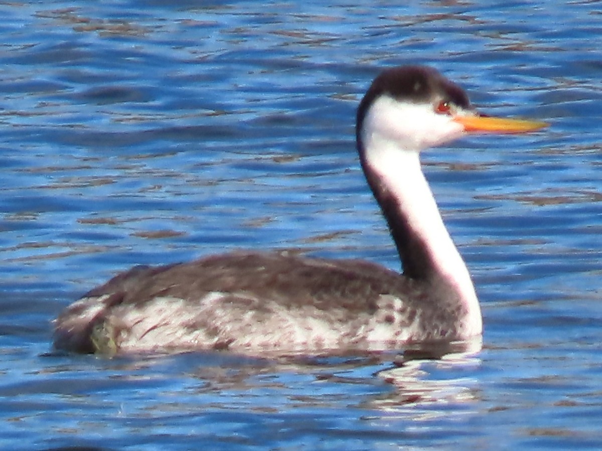 Western Grebe - ML645989854