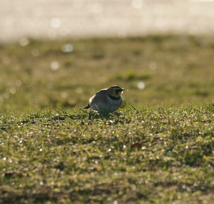 Horned Lark - ML645989856