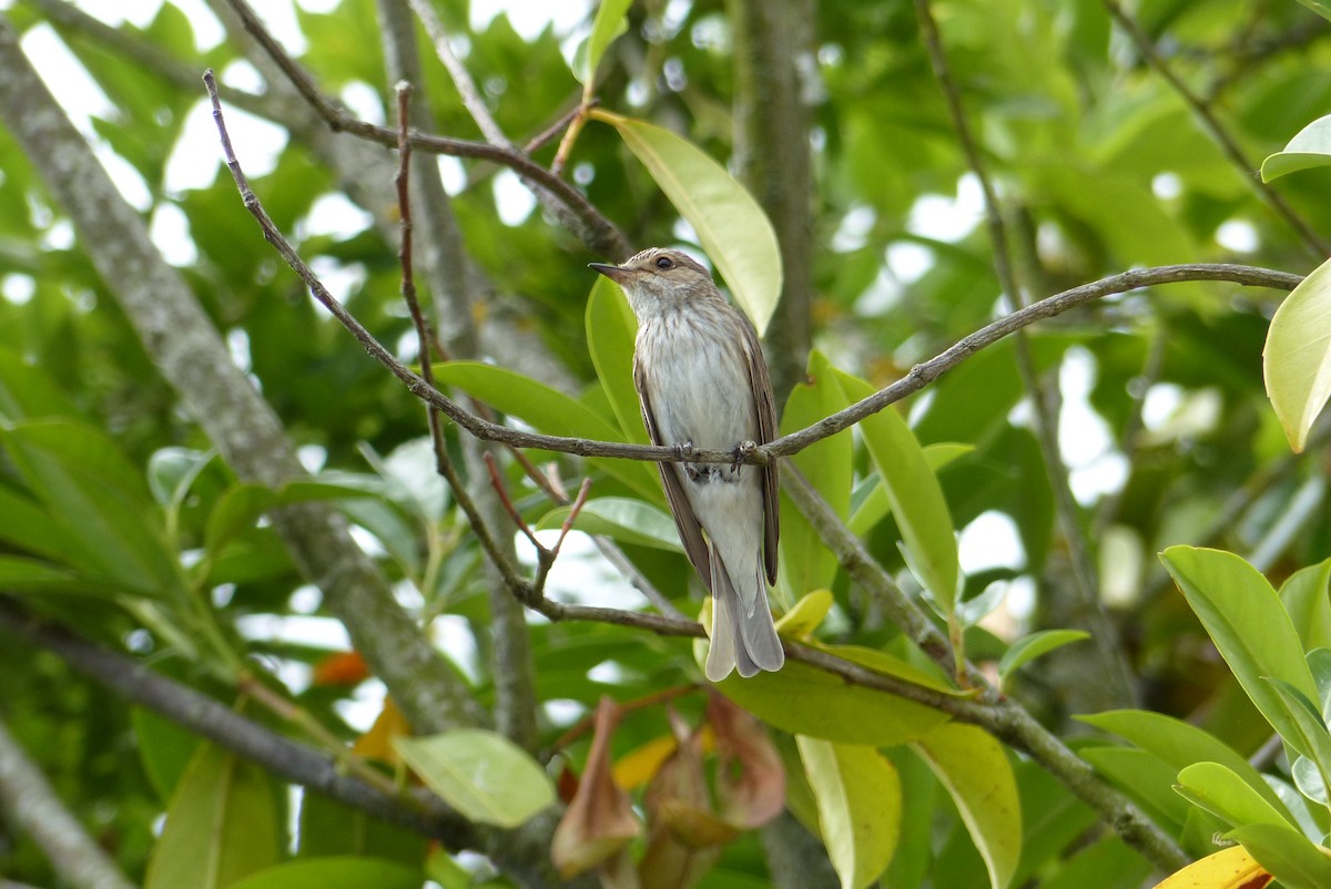 Spotted Flycatcher - ML645989857