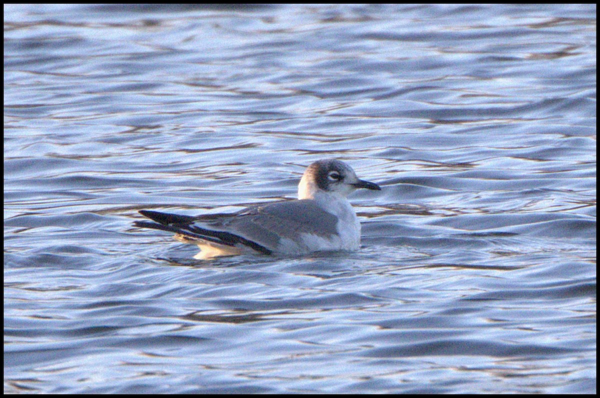 Gabbiano di Franklin - ML645989858