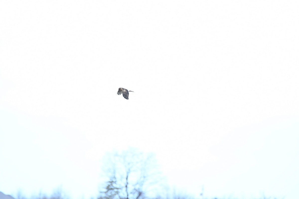 Amerika Delicesi - ML645989859