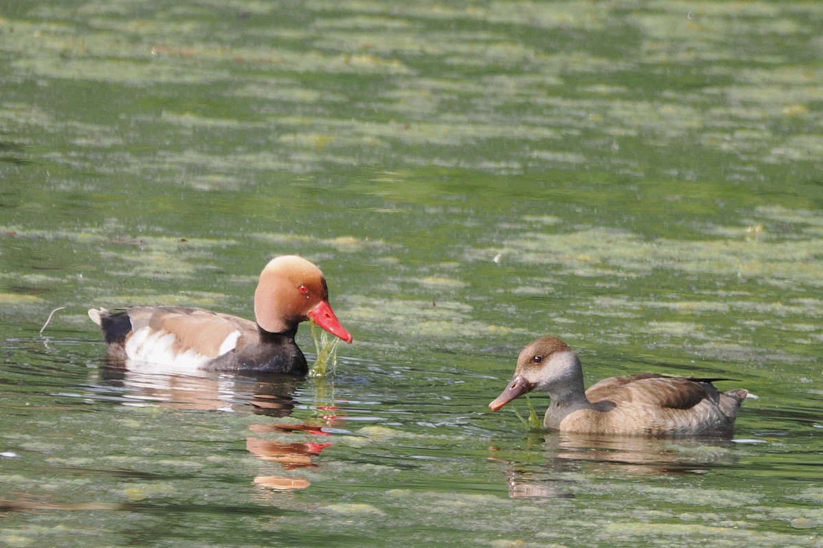 Red-crested Pochard - ML645989860
