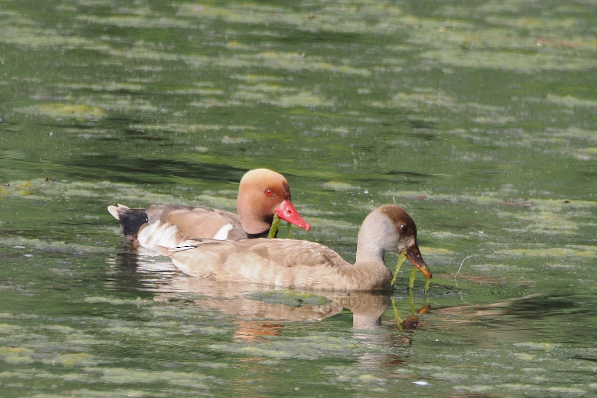 Red-crested Pochard - ML645989861