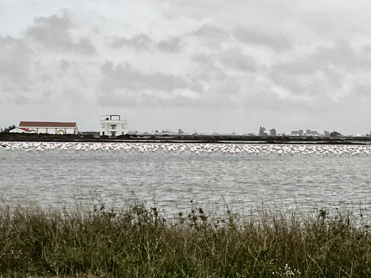 Greater Flamingo - ML645989862