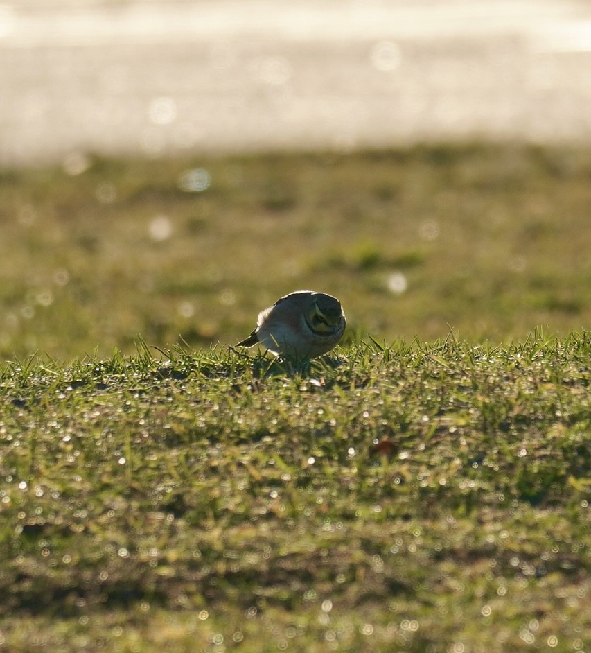 Horned Lark - ML645989863