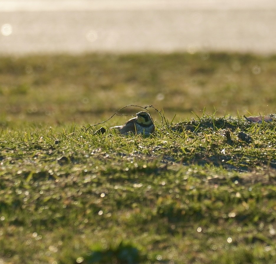 Horned Lark - ML645989866