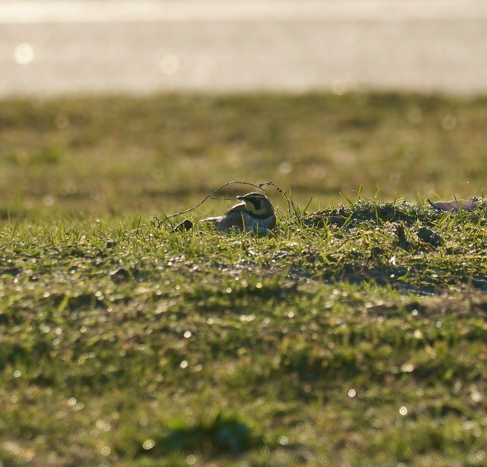 Horned Lark - ML645989867