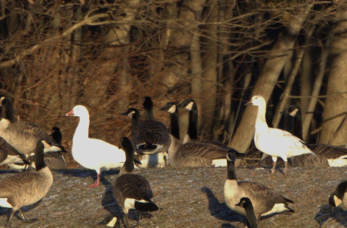 Oca delle nevi - ML645989868