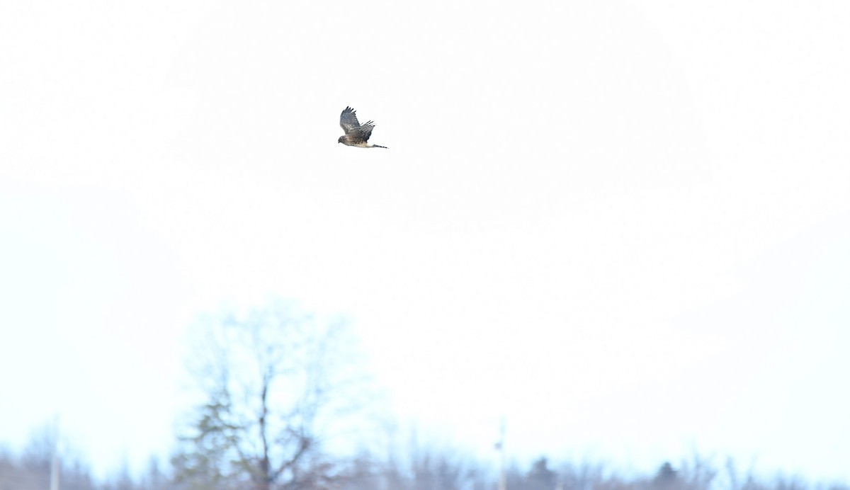 Amerika Delicesi - ML645989869