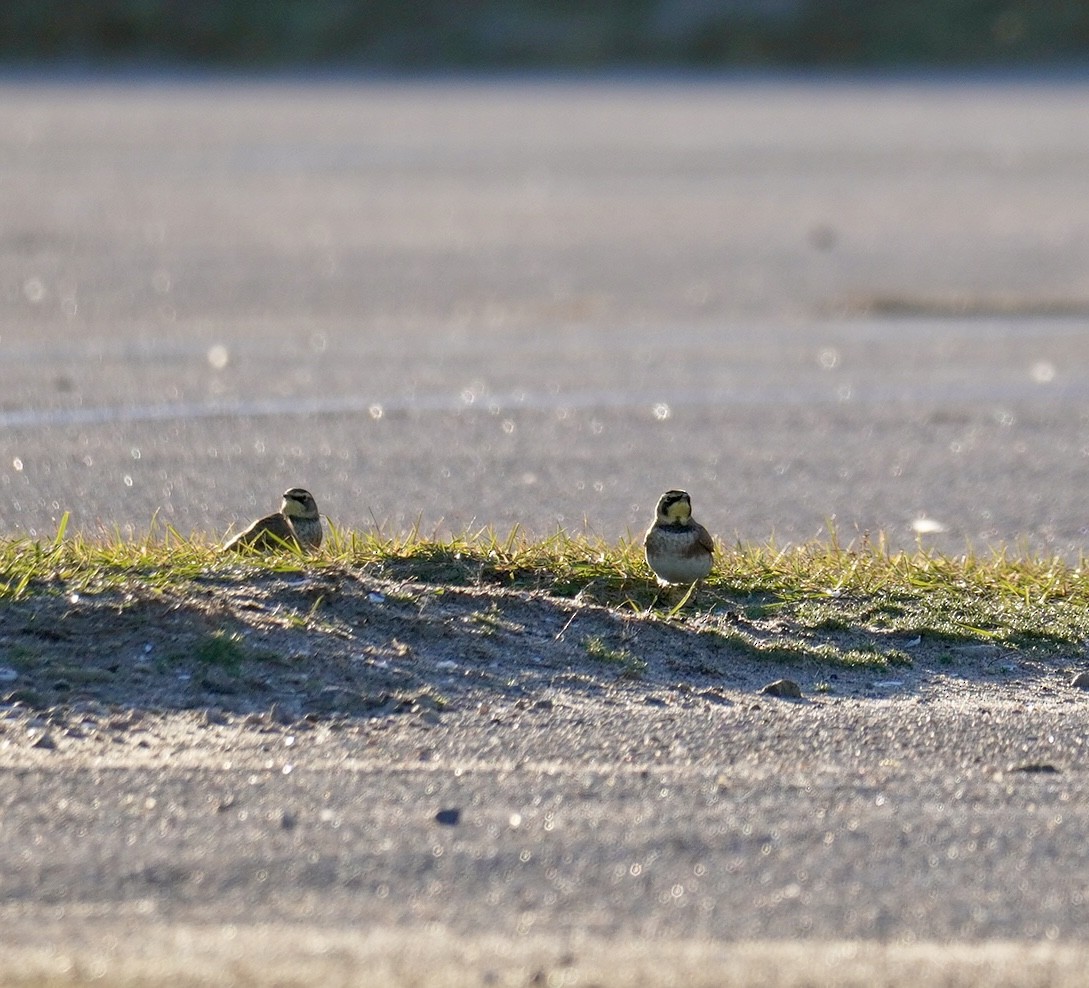 Horned Lark - ML645989870