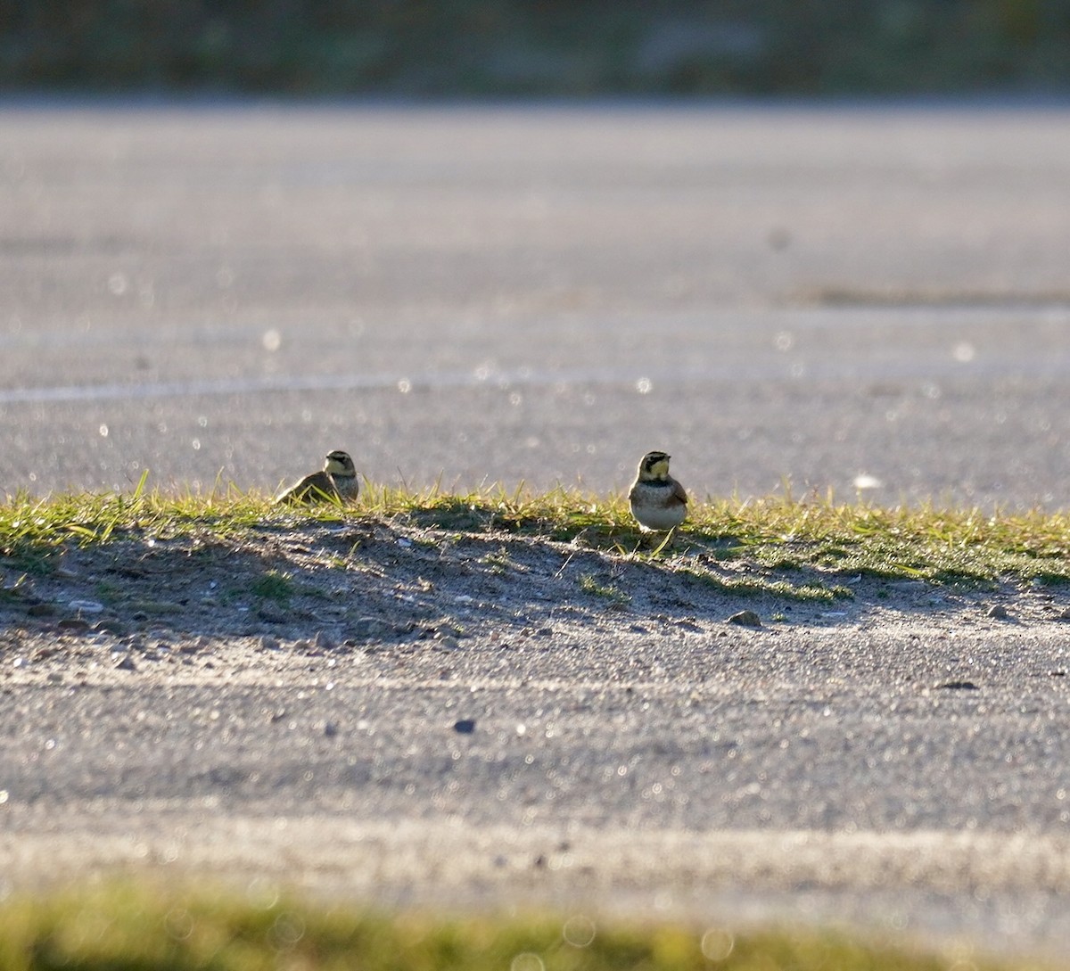 Horned Lark - ML645989871