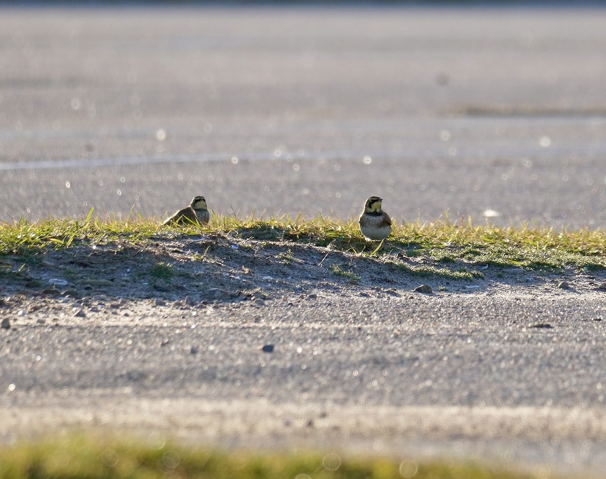 Horned Lark - ML645989872